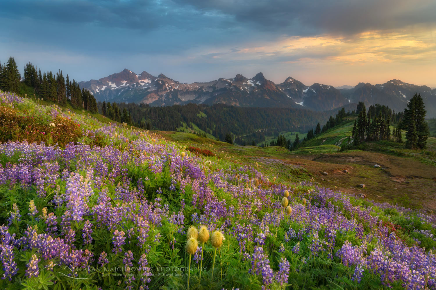 Tatoosh Range and Paradise meadows wildflowers. Mount Rainier National Park, Washington #73159or