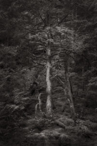 Old growth forest along Stetattle Creek, North Cascades National Park, Washington #77798bw