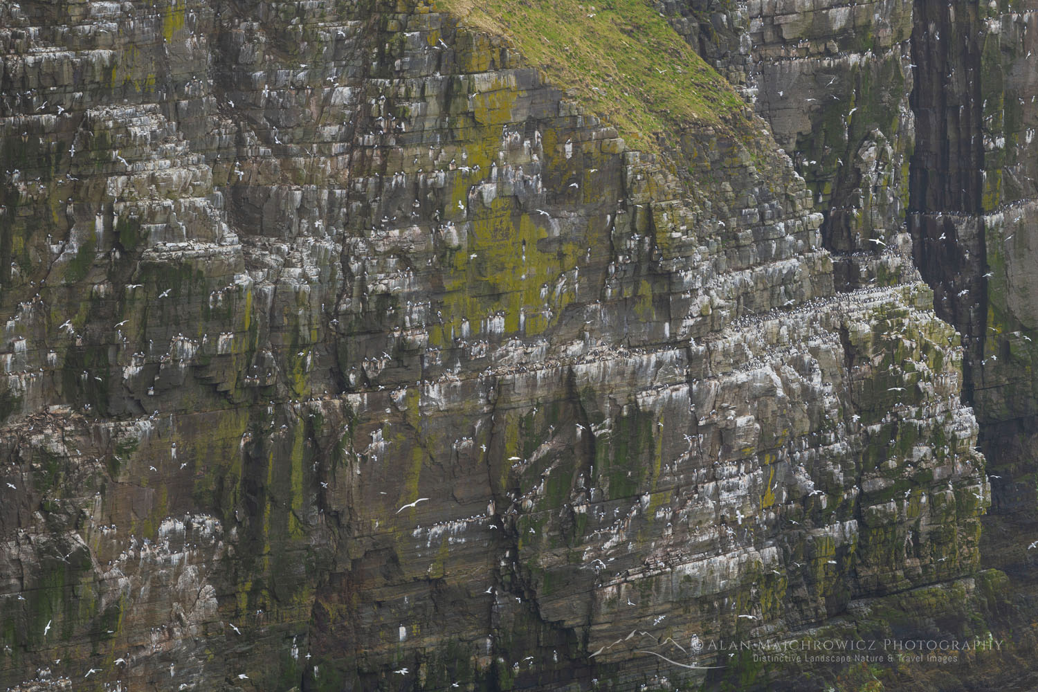 Kittiwakes (Rissa tridactyla) nesting on cliffs of Cape St. Mary’s Ecological Reserve. Newfoundland and Labrador Canada #80567