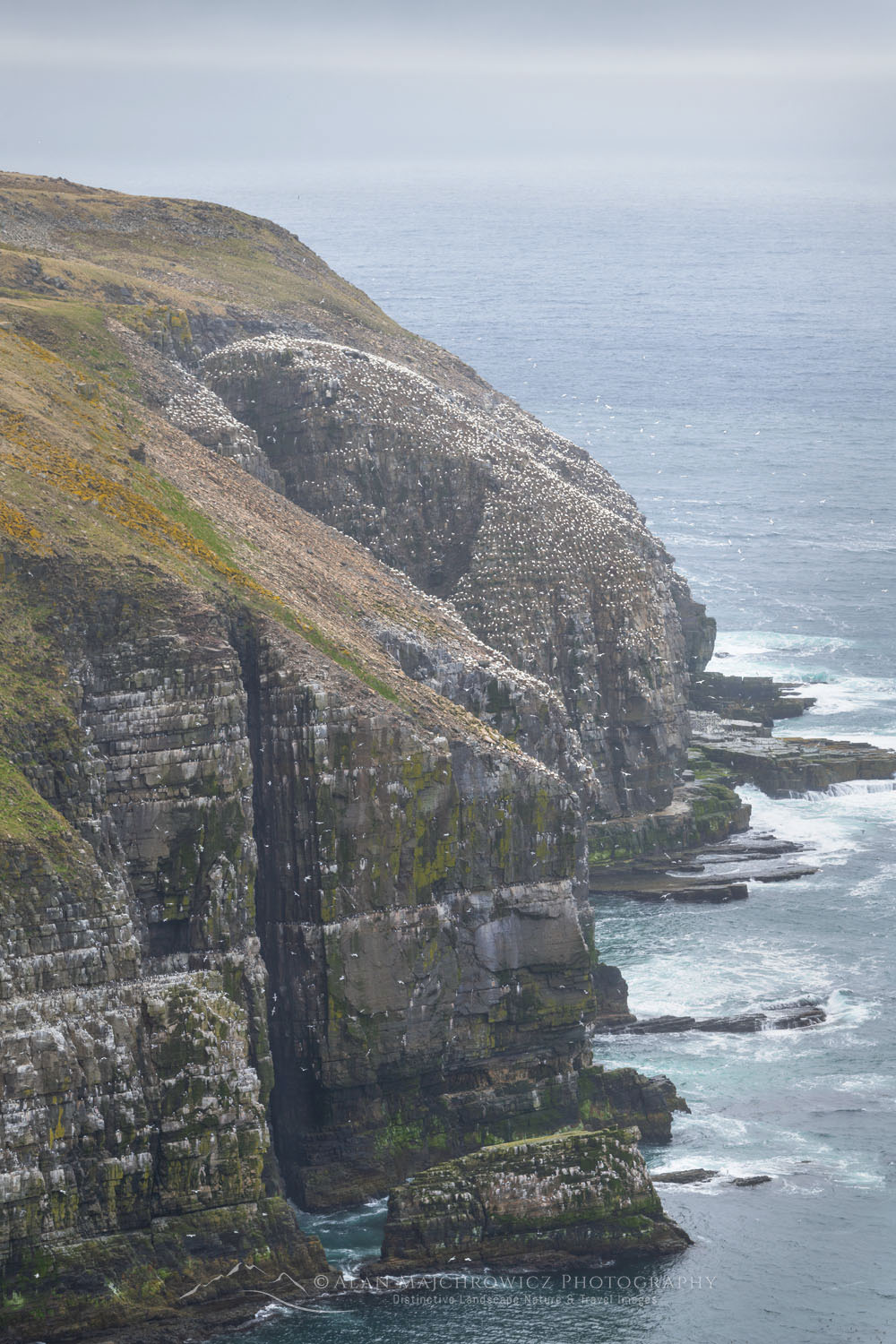 Kittiwakes (Rissa tridactyla) nesting on cliffs of Cape St. Mary’s Ecological Reserve. Newfoundland and Labrador Canada #80570