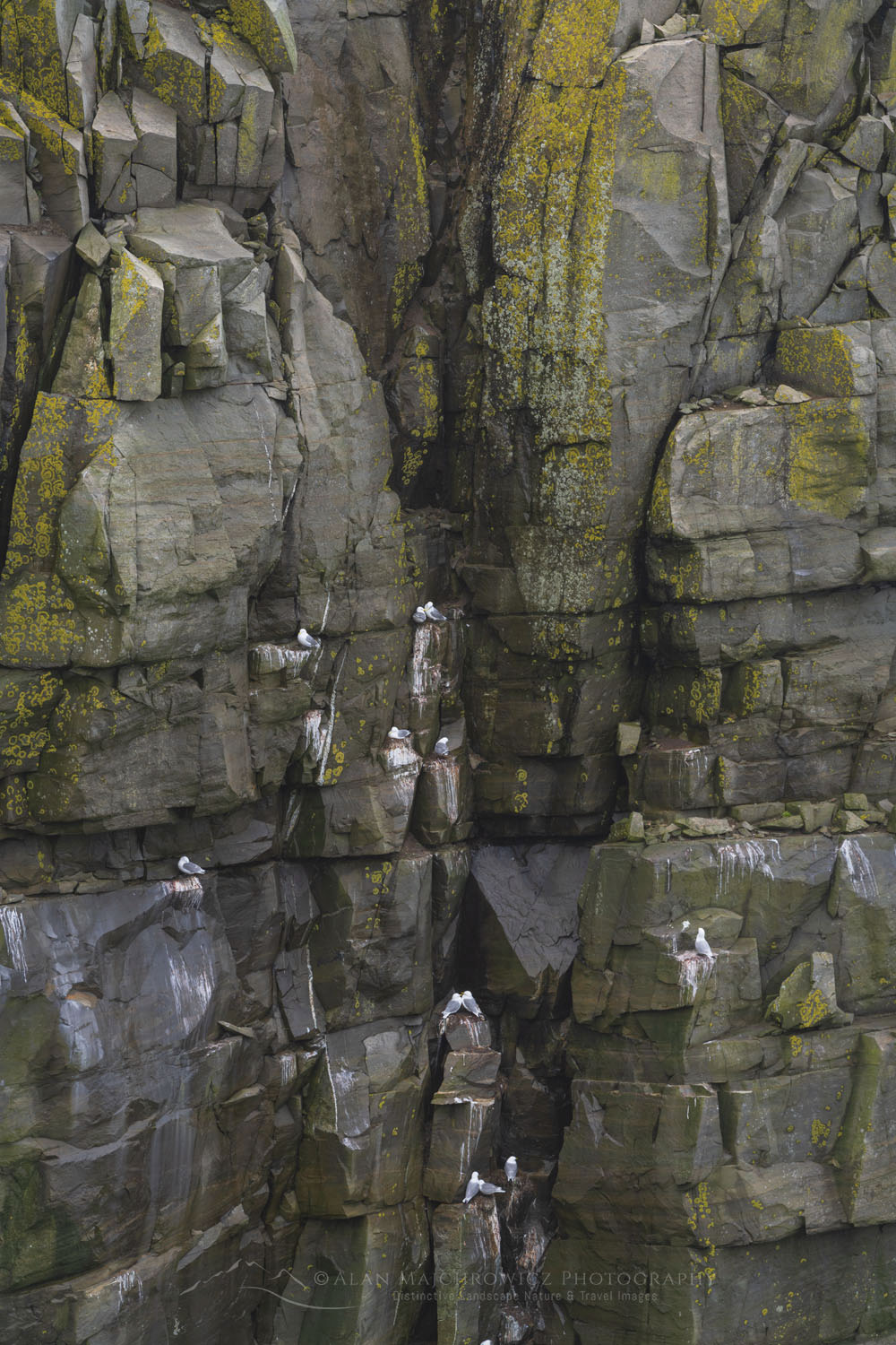 Kittiwakes (Rissa tridactyla) nesting on cliffs of Cape St. Mary’s Ecological Reserve. Newfoundland and Labrador Canada #80572