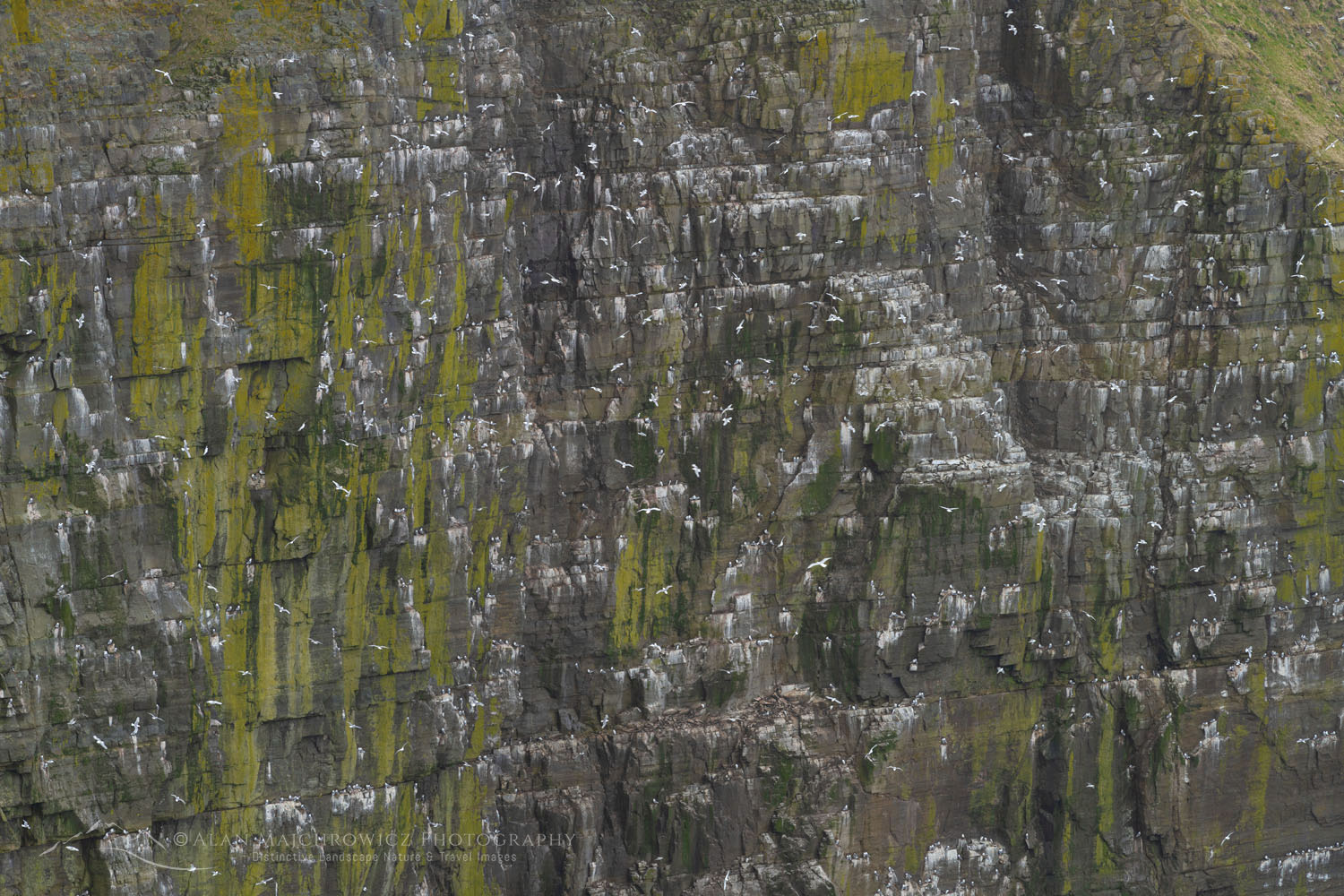 Kittiwakes (Rissa tridactyla) nesting on cliffs of Cape St. Mary’s Ecological Reserve. Newfoundland and Labrador Canada #80573