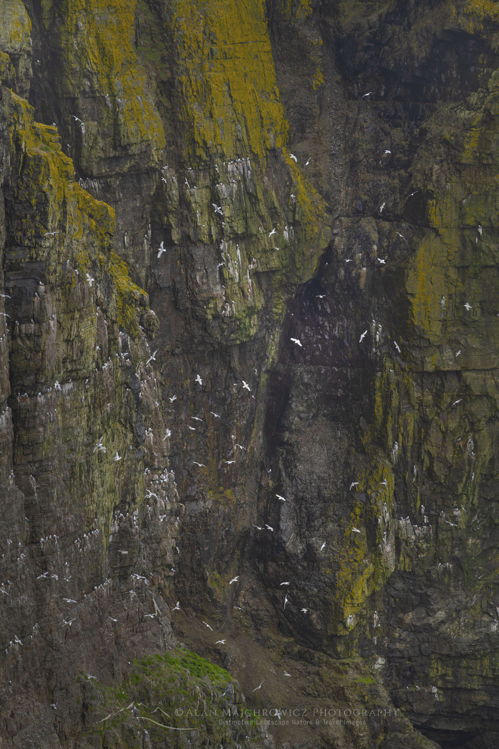 Kittiwakes (Rissa tridactyla) nesting on cliffs of Cape St. Mary’s Ecological Reserve. Newfoundland and Labrador Canada #80577
