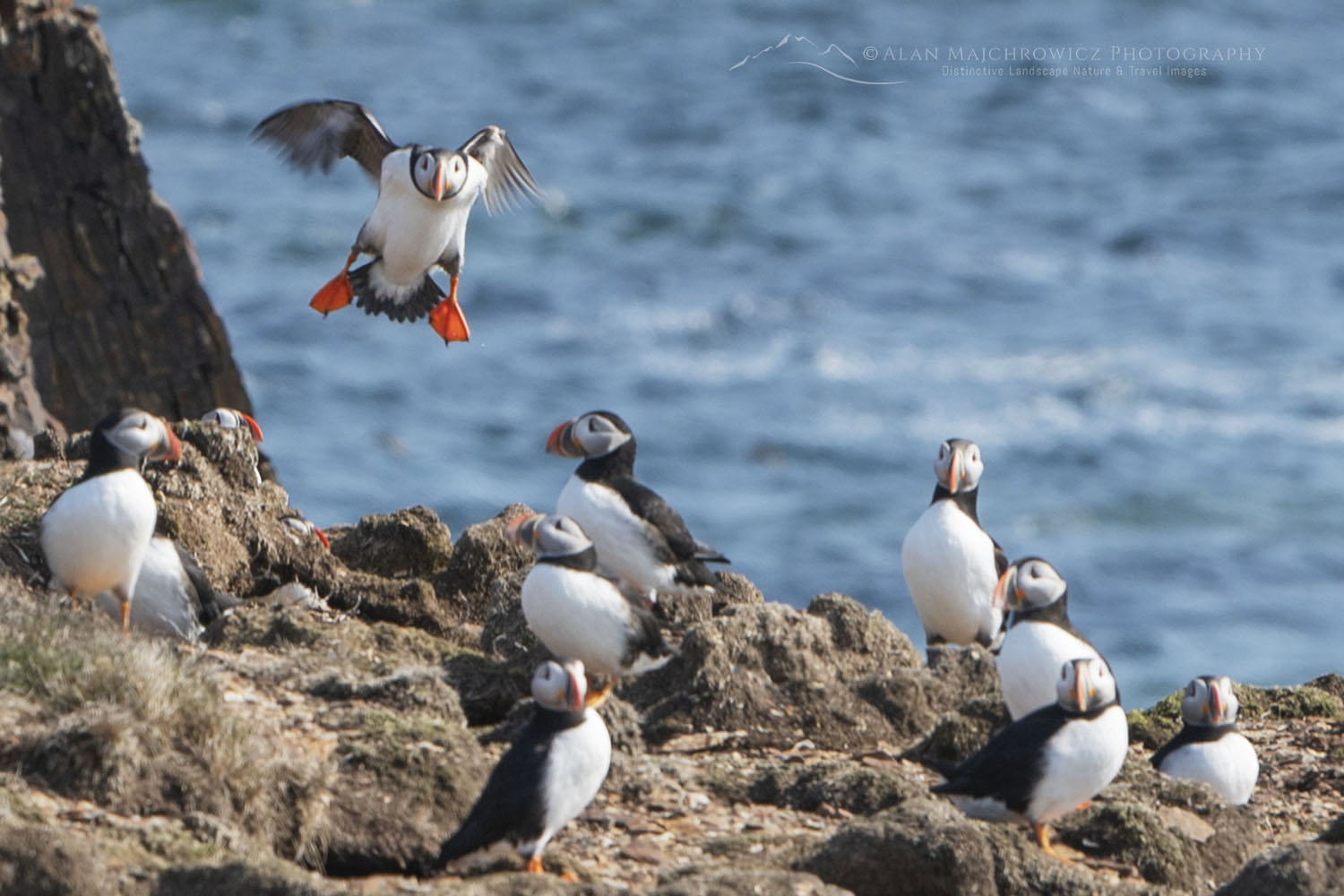 Puffin colony at the Elliston Puffin Site Newfoundland #79588