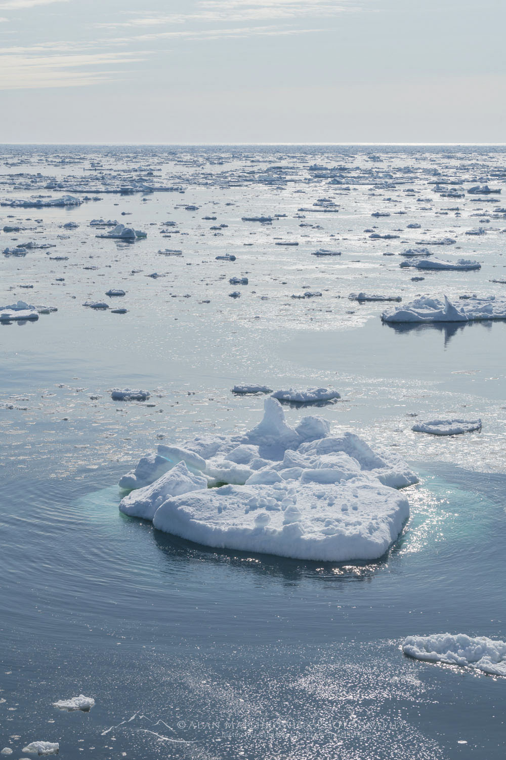 Pack ice and icebergs in Strait of Belle Isle Newfoundland and Labrador Canada #80377