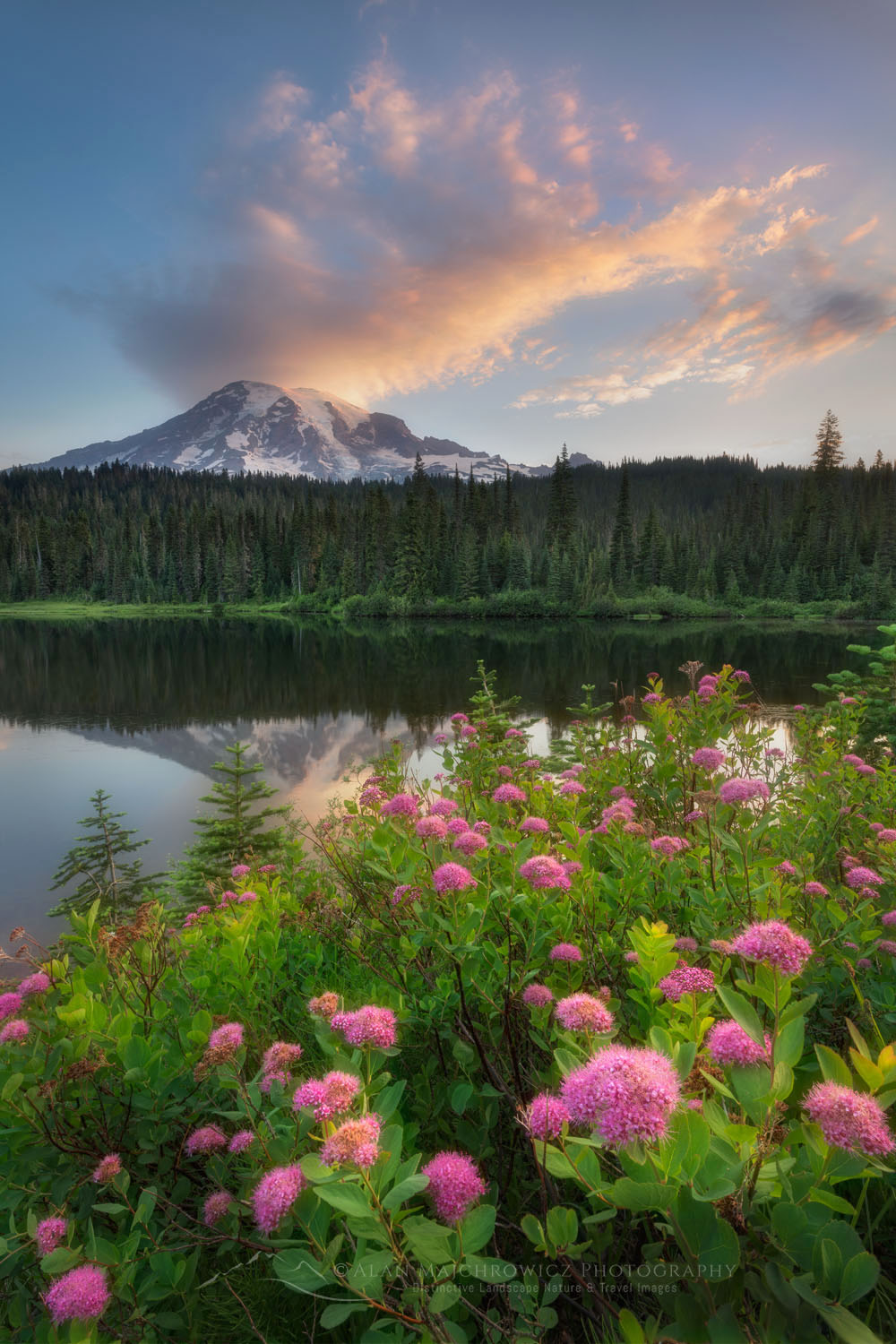 Sunrise over Mount Rainier seen from Reflection Lake, Rosy Spirea (Spirea splendens) is in the foreground. Mount Rainier National Park Washington #73108