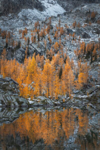 Alpine Larches (Larix lyallii) in peak fall color reflected in a lake in Monica Meadows. Purcell Mountains British Columbia Canada #81435