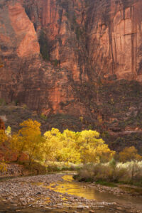 Fall color along the Virgin River Zion National Park Utah #76602 Fall color along the Virgin River Zion National Park Utah #76602