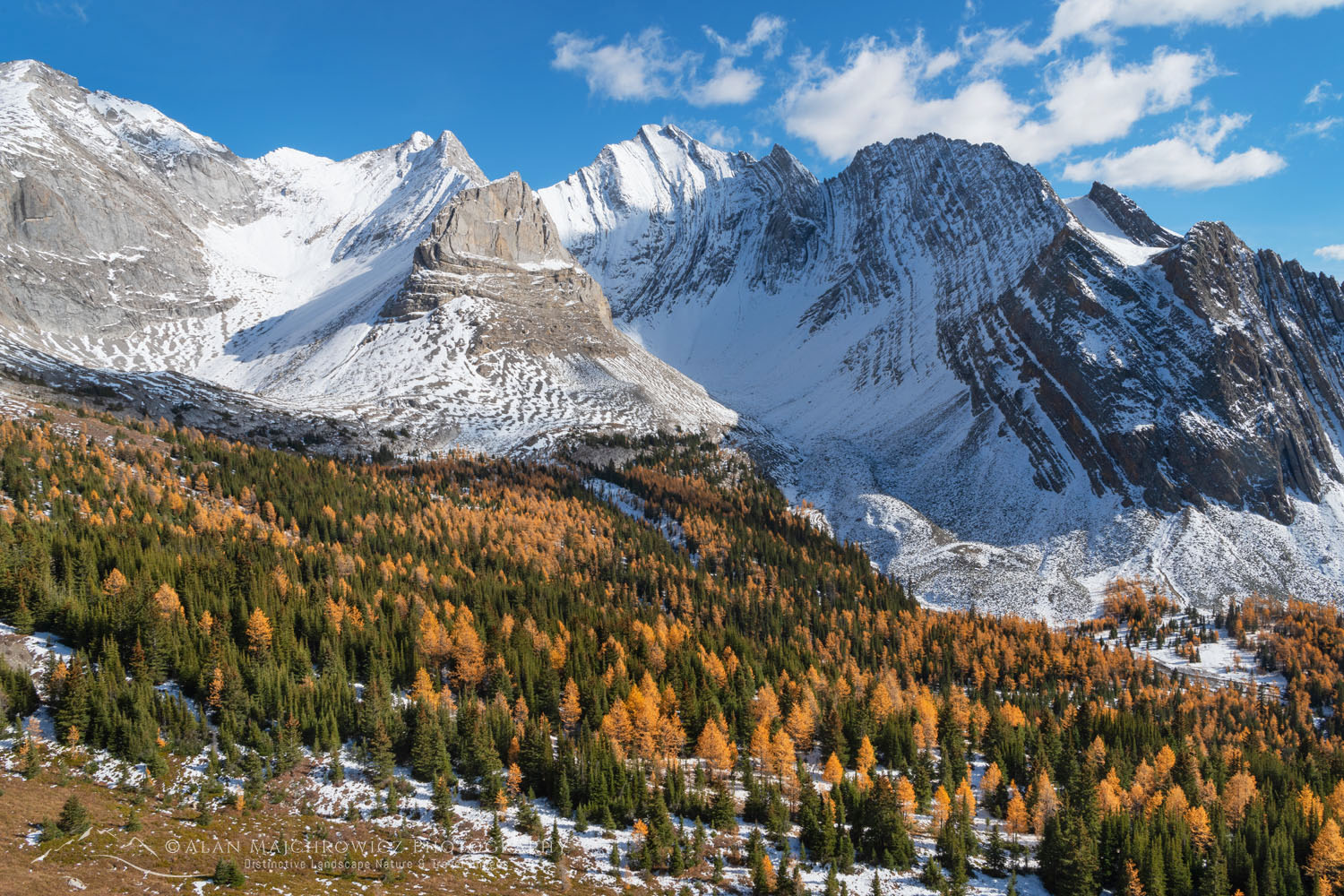 Alpine Larches in golden fall color are seen from Arethusa Cirque Trail, Storm Mountain is in the background. Peter Lougheed Provincial Park, Kananaskis Country Canadian Rockies Alberta Canada #81610
