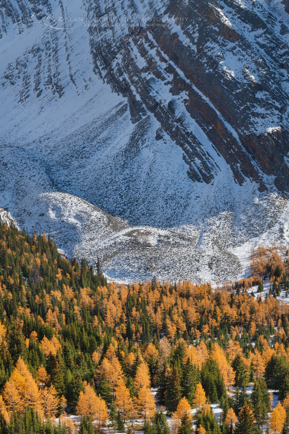 Alpine Larches in golden fall color are seen from Arethusa Cirque Trail, Storm Mountain is in the background. Peter Lougheed Provincial Park, Kananaskis Country Canadian Rockies Alberta Canada #81612