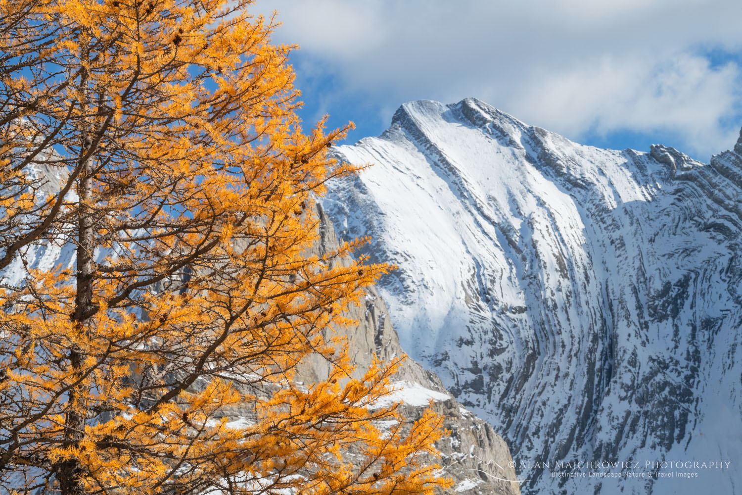 Alpine Larches in golden fall color are seen from Arethusa Cirque Trail, Storm Mountain is in the background. Peter Lougheed Provincial Park, Kananaskis Country Canadian Rockies Alberta Canada #81613