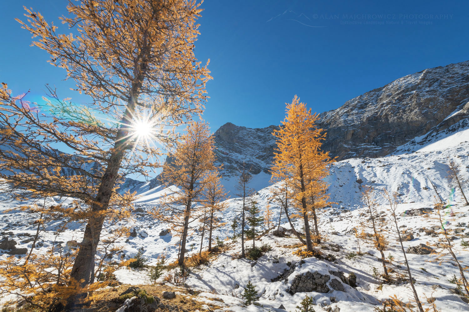 Alpine Larches in golden fall color in Pocaterra Cirque. Peter Lougheed Provincial Park, Kananaskis Country Canadian Rockies Alberta Canada #81648