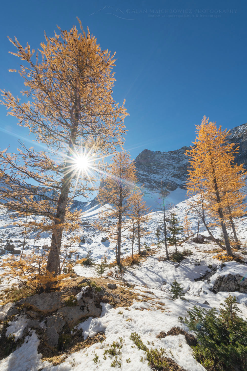 Alpine Larches in golden fall color in Pocaterra Cirque. Peter Lougheed Provincial Park, Kananaskis Country Canadian Rockies Alberta Canada #81650