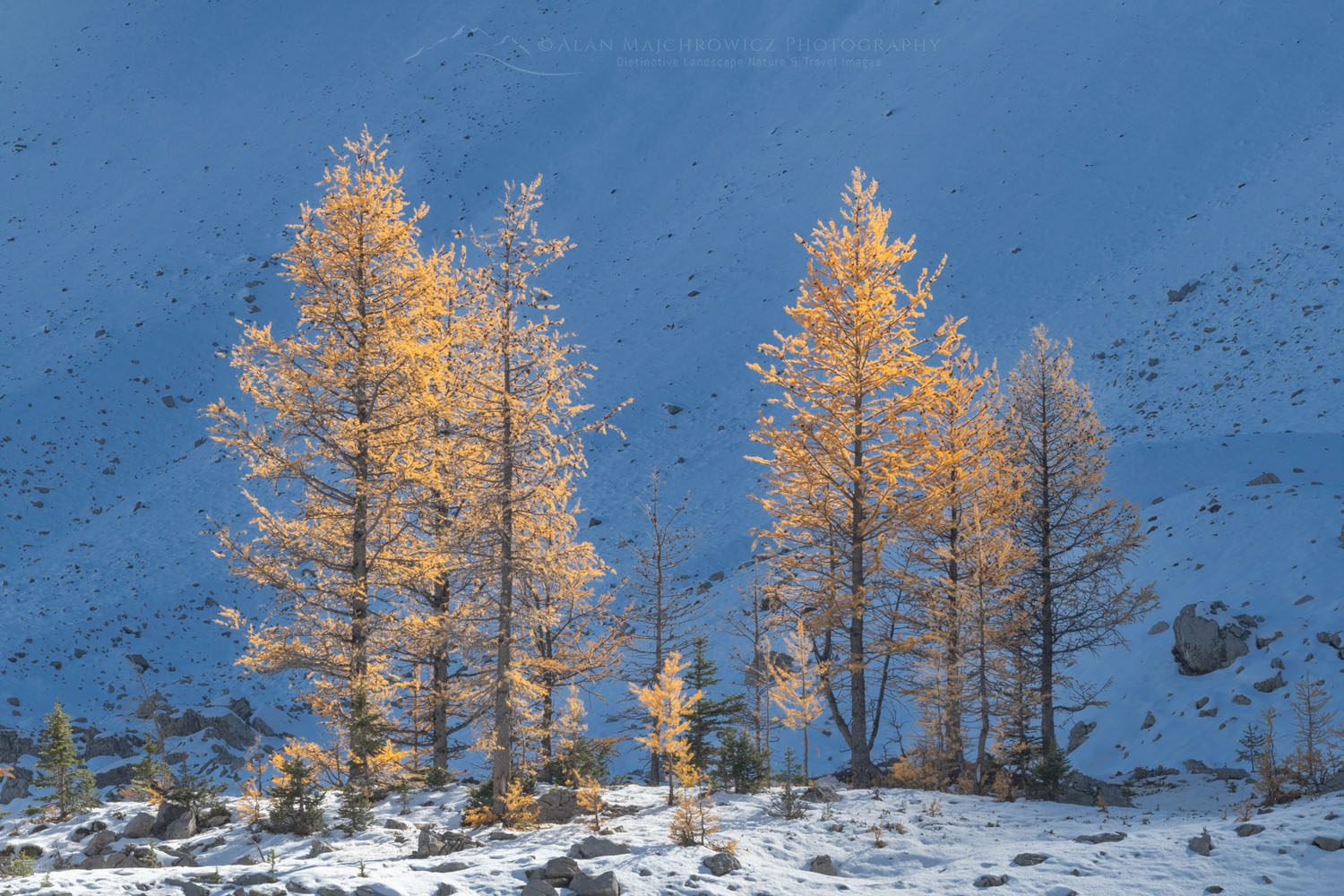 Alpine Larches in golden fall color in Pocaterra Cirque . Peter Loughheed Provincial Park, Kananaskis Country Canadian Rockies Alberta Canada #81669