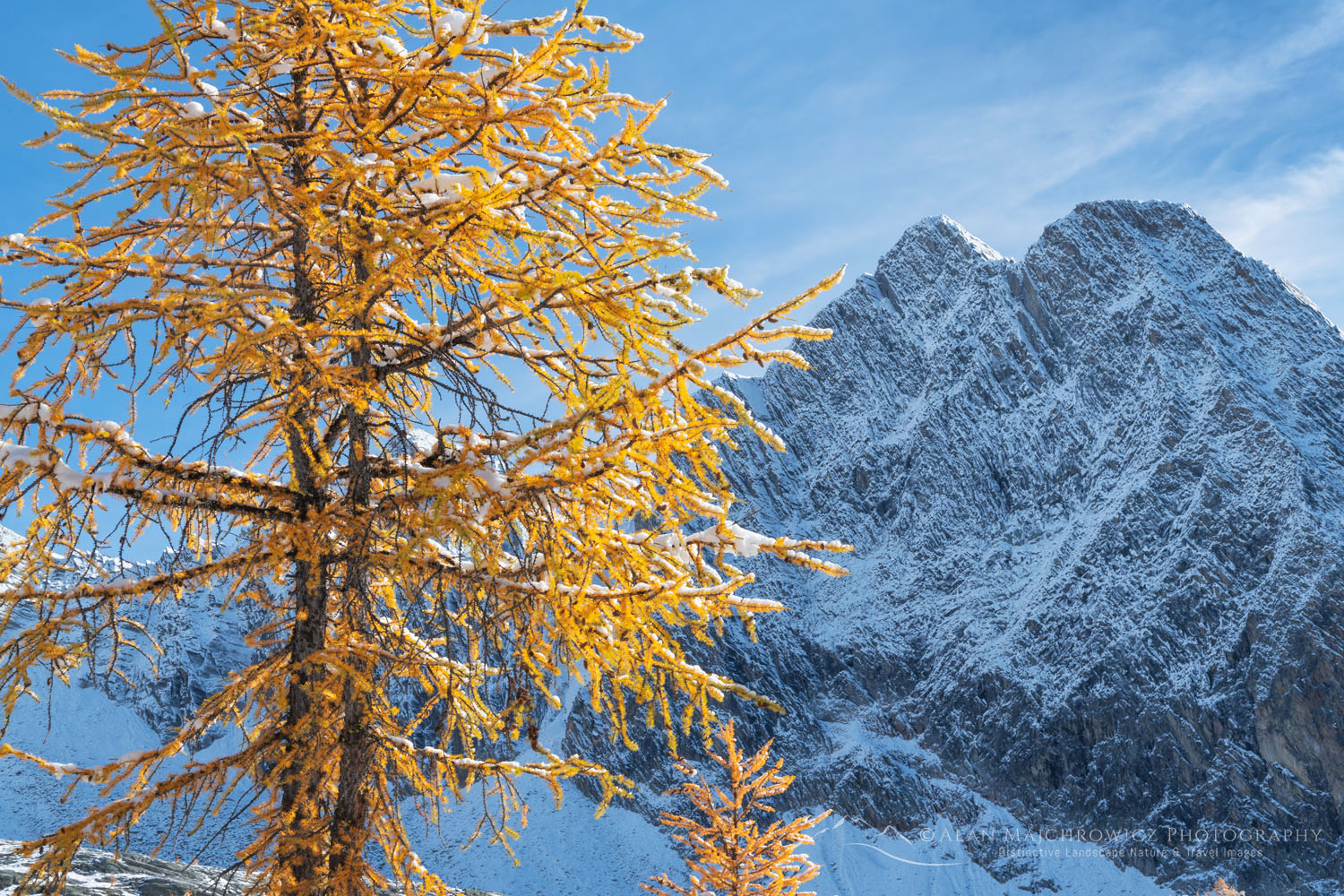 Alpine Larches (Larix lyallii) in peak fall color after fresh snowfall. Mount Amen-Ra is in the distance. Purcell Mountains British Columbia Canada #81300