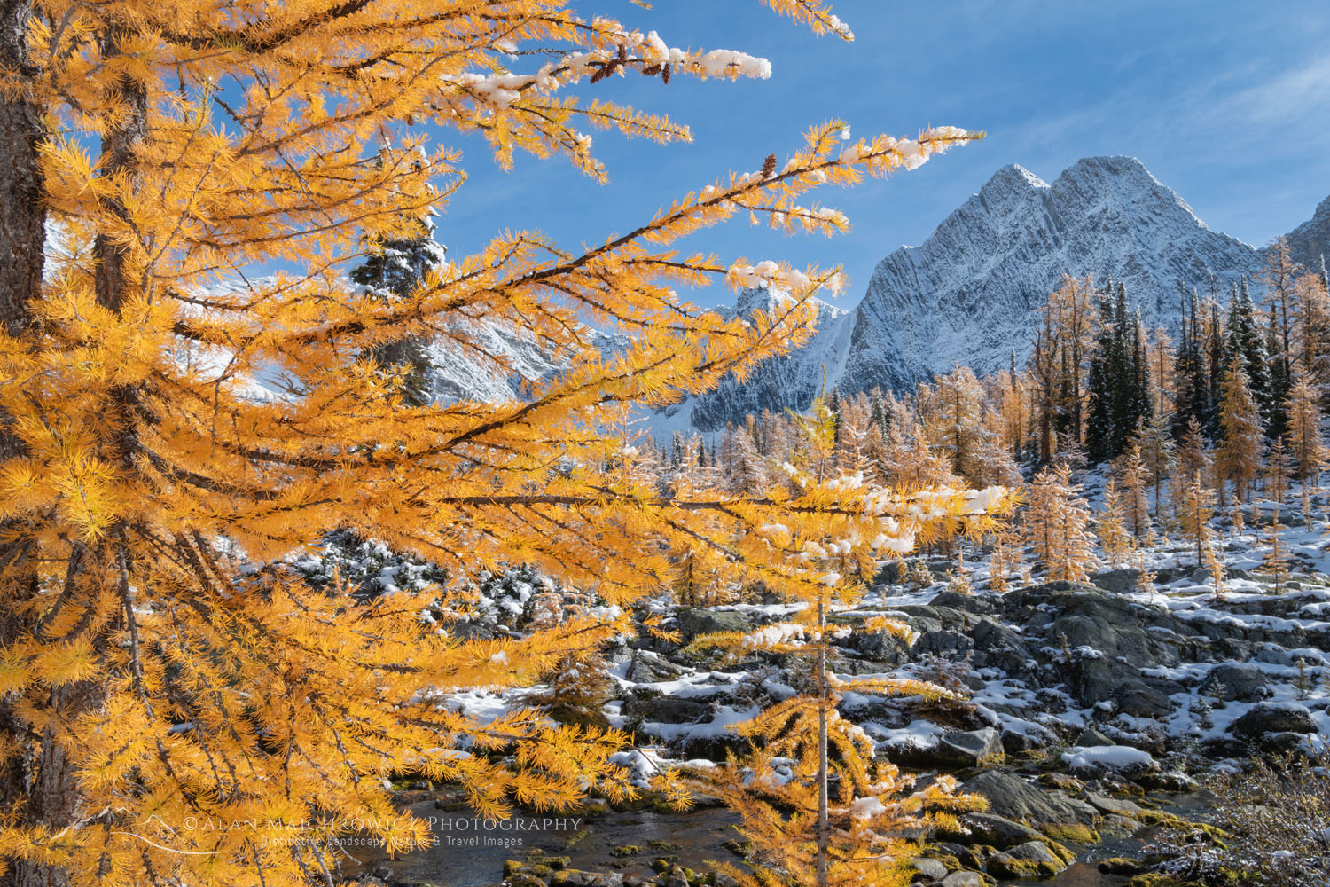 Alpine Larches (Larix lyallii) in peak fall color after fresh snowfall. Mount Amen-Ra is in the distance. Purcell Mountains British Columbia Canada #81296