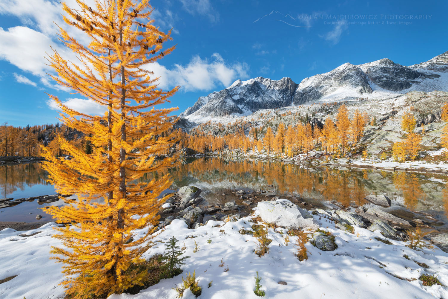 Alpine Larches (Larix lyallii) in peak fall color after fresh snowfall. Mount Monica is in the distance. Purcell Mountains British Columbia Canada #81392