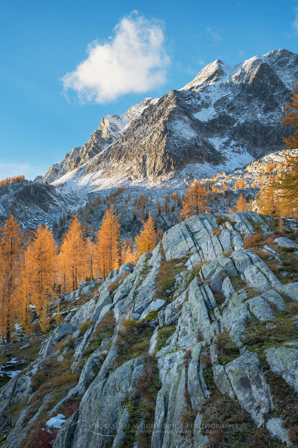 Alpine Larches (Larix lyallii) in peak fall color after fresh snowfall. Mount Monica is in the distance. Purcell Mountains British Columbia Canada #81410