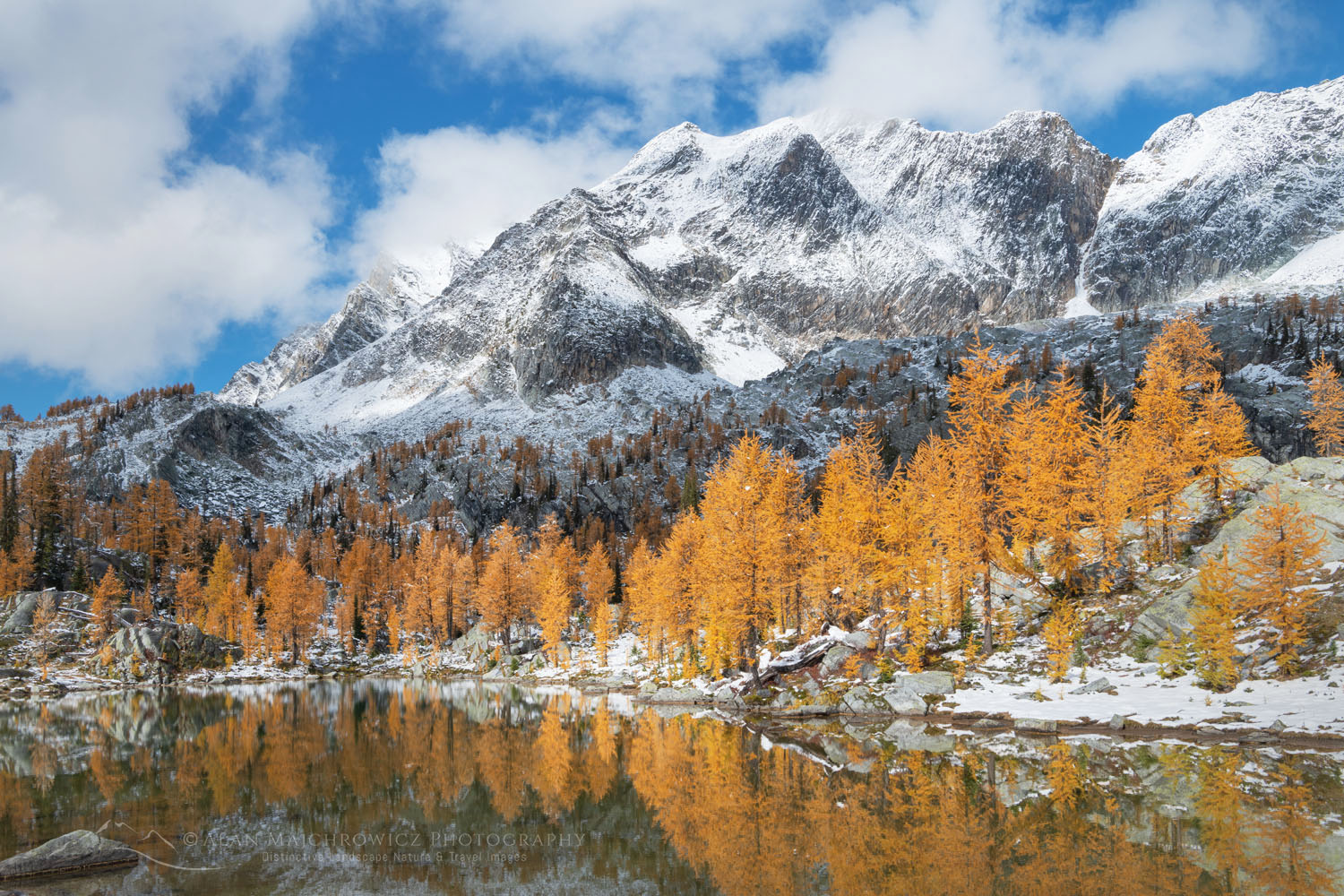 Mount Monica and Alpine Larches (Larix lyallii) are reflected in a lake at Monica Meadows. Purcell Mountains British Columbia Canada #81327