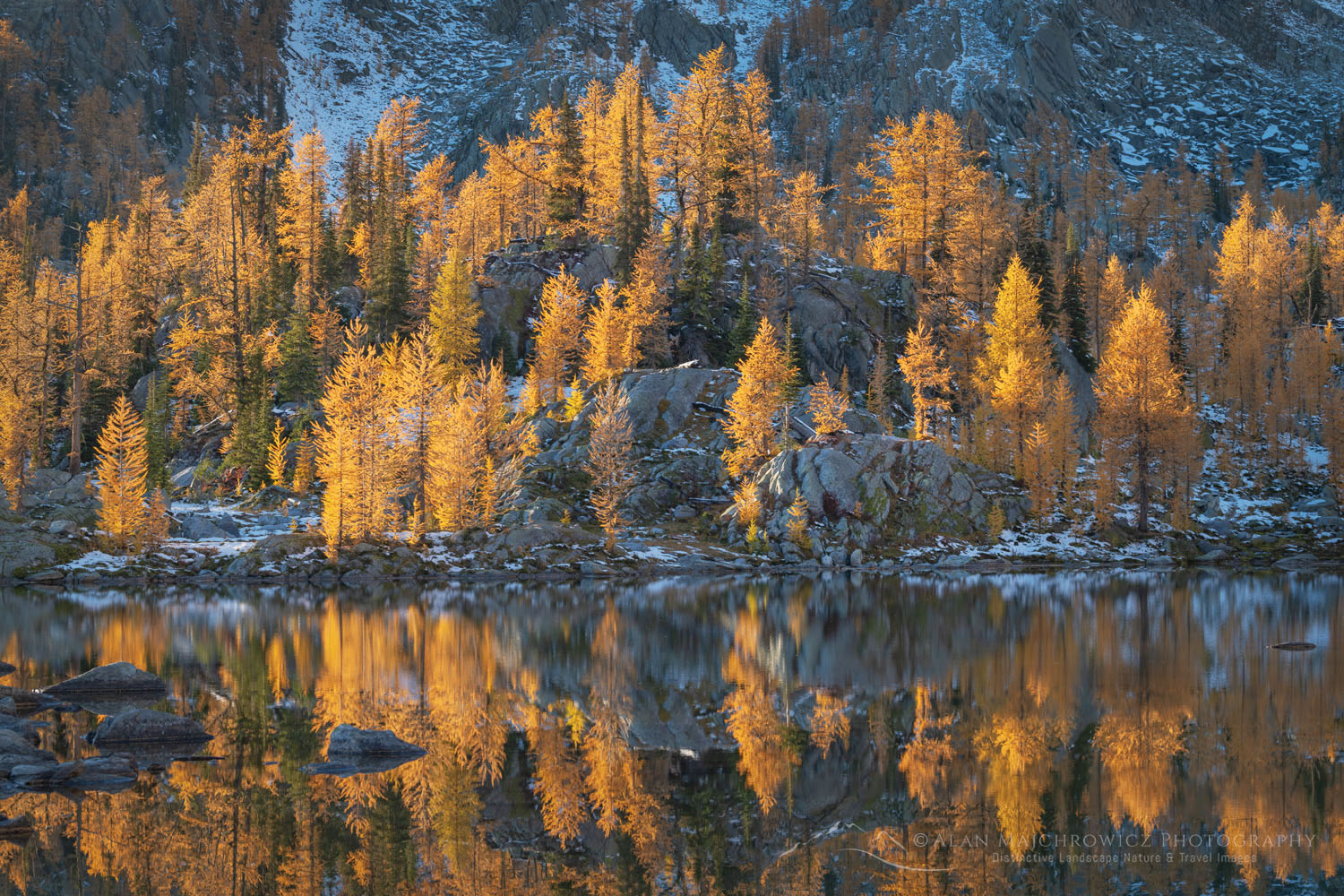 Alpine Larches (Larix lyallii) in peak fall color reflected in lake in Monica Meadows. Purcell Mountains British Columbia Canada #81408