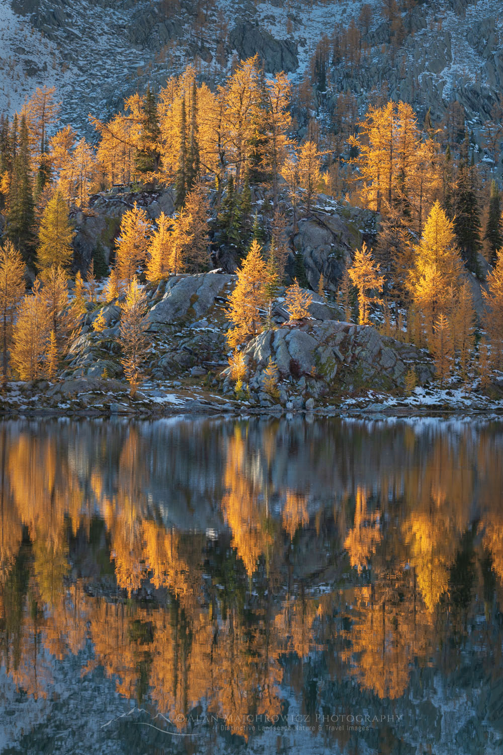 Alpine Larches (Larix lyallii) in peak fall color reflected in lake in Monica Meadows. Purcell Mountains British Columbia Canada #81409