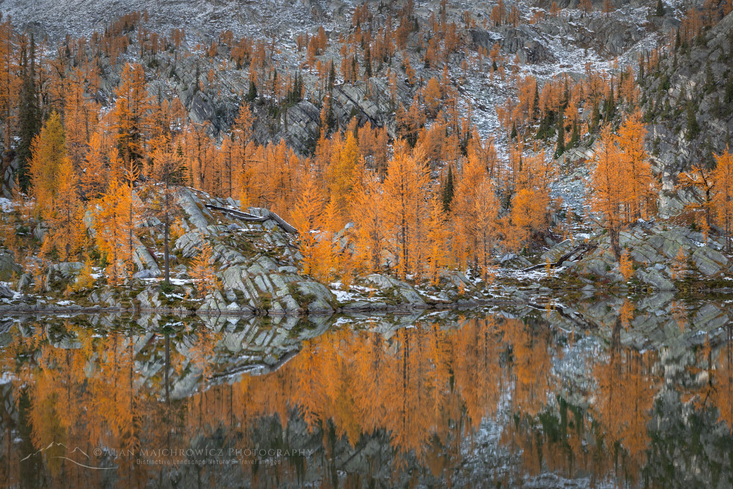 Alpine Larches (Larix lyallii) in peak fall color reflected in lake in Monica Meadows. Purcell Mountains British Columbia Canada #81430