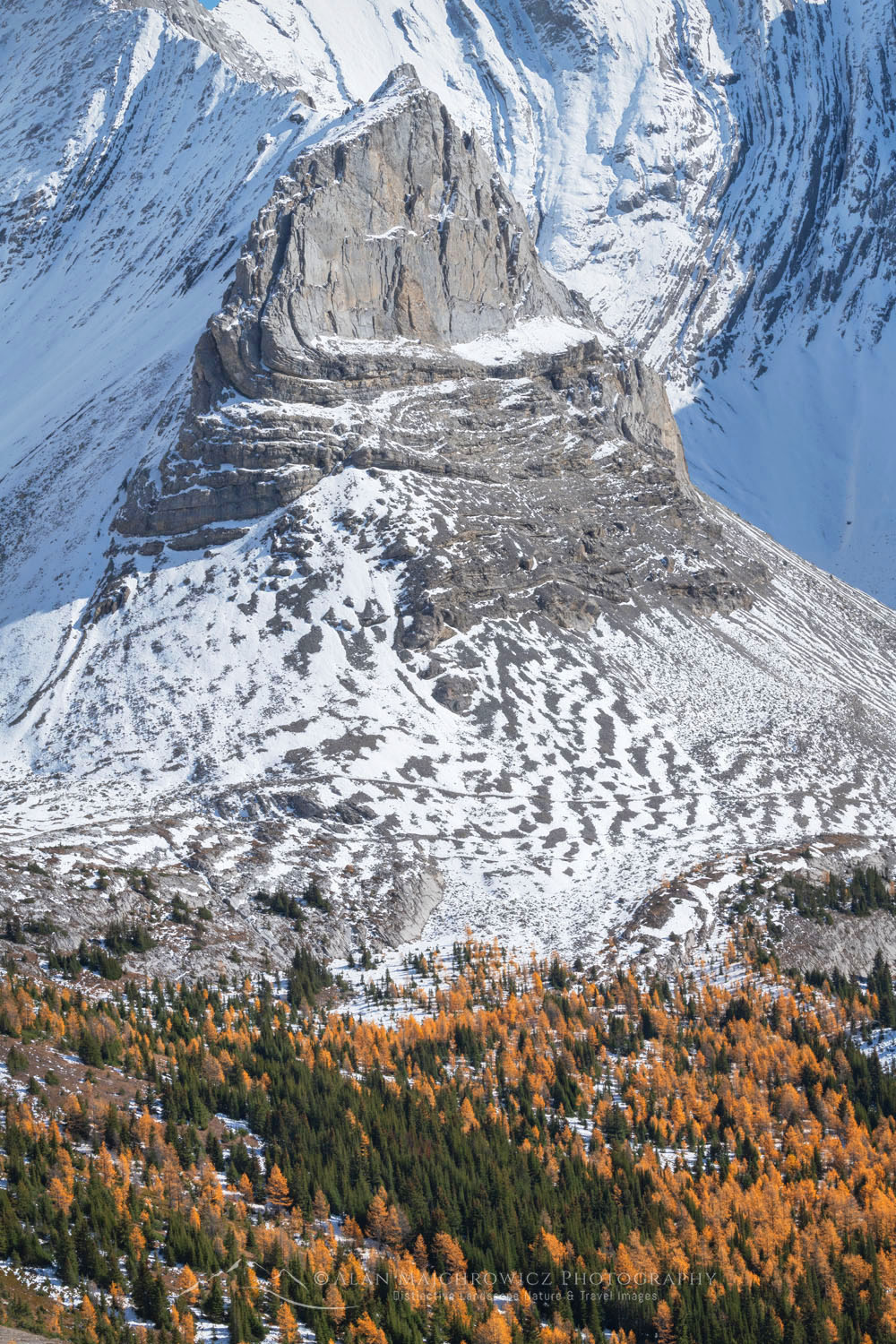 Alpine Larches in golden fall color are seen from Arethusa Cirque Trail, Storm Mountain is in the background. Peter Lougheed Provincial Park, Kananaskis Country Canadian Rockies Alberta Canada #81584