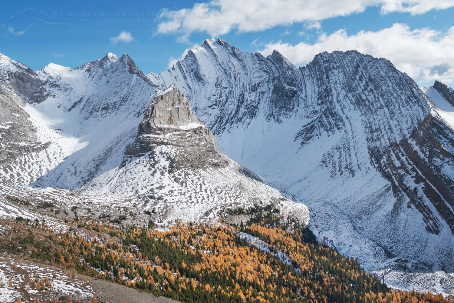Alpine Larches in golden fall color are seen from Arethusa Cirque Trail, Storm Mountain is in the background. Peter Lougheed Provincial Park, Kananaskis Country Canadian Rockies Alberta Canada #81577