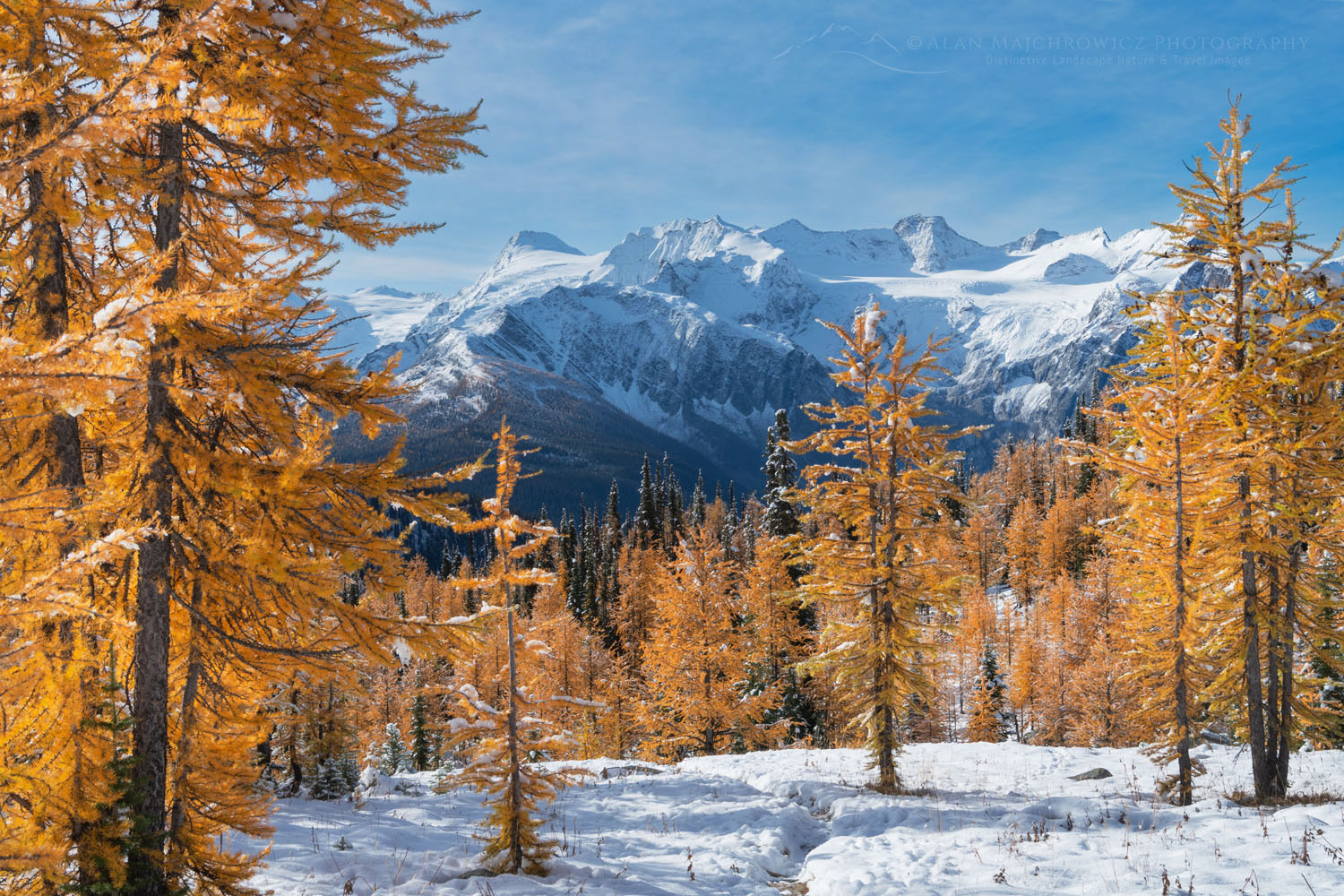 Truce Mountain and alpine larches (Larix lyallii) in peak fall color after fresh snowfall. Purcell Mountains British Columbia #81295