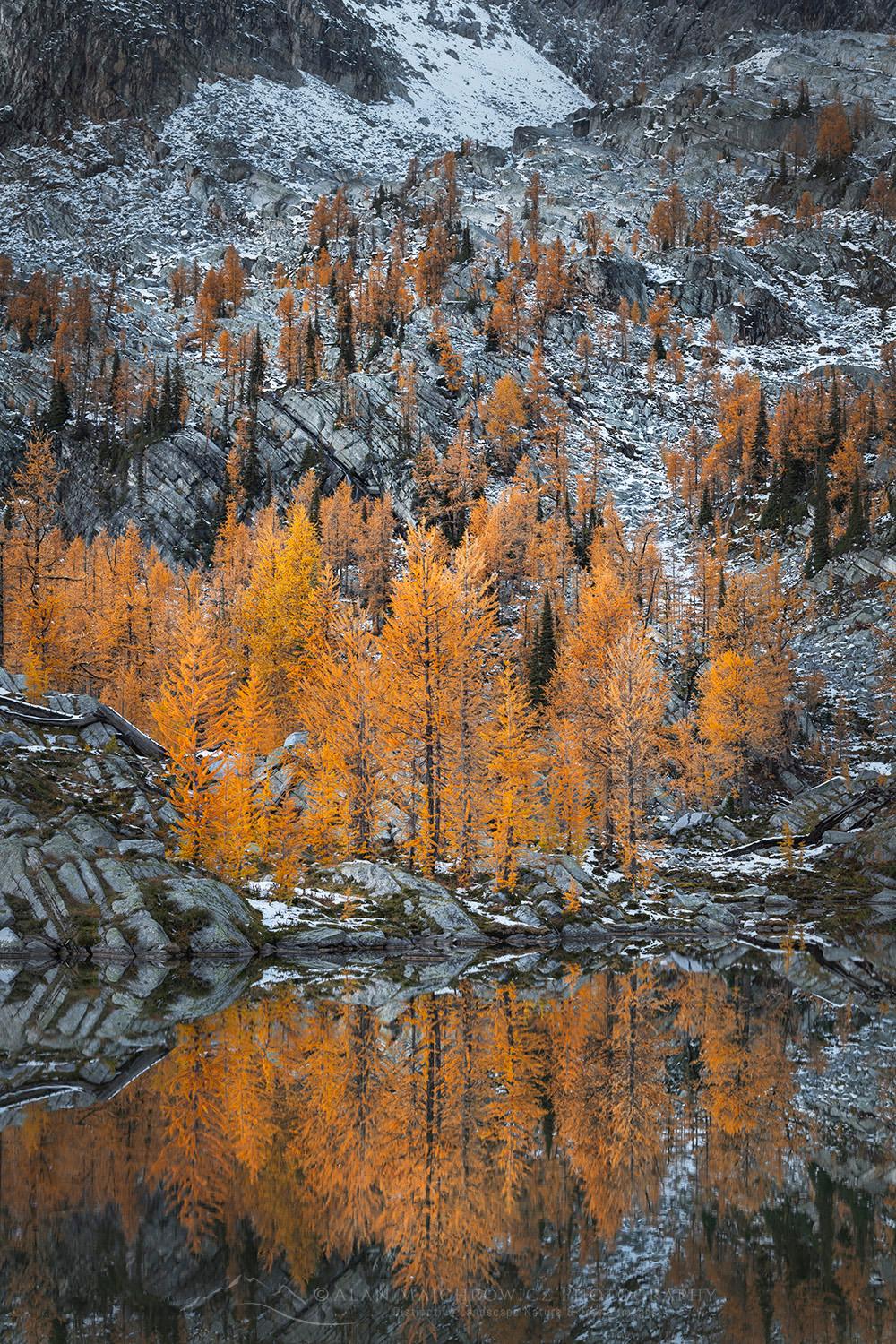 Alpine Larches (Larix lyallii) in peak fall color reflected in lake in Monica Meadows. Purcell Mountains British Columbia Canada #81435