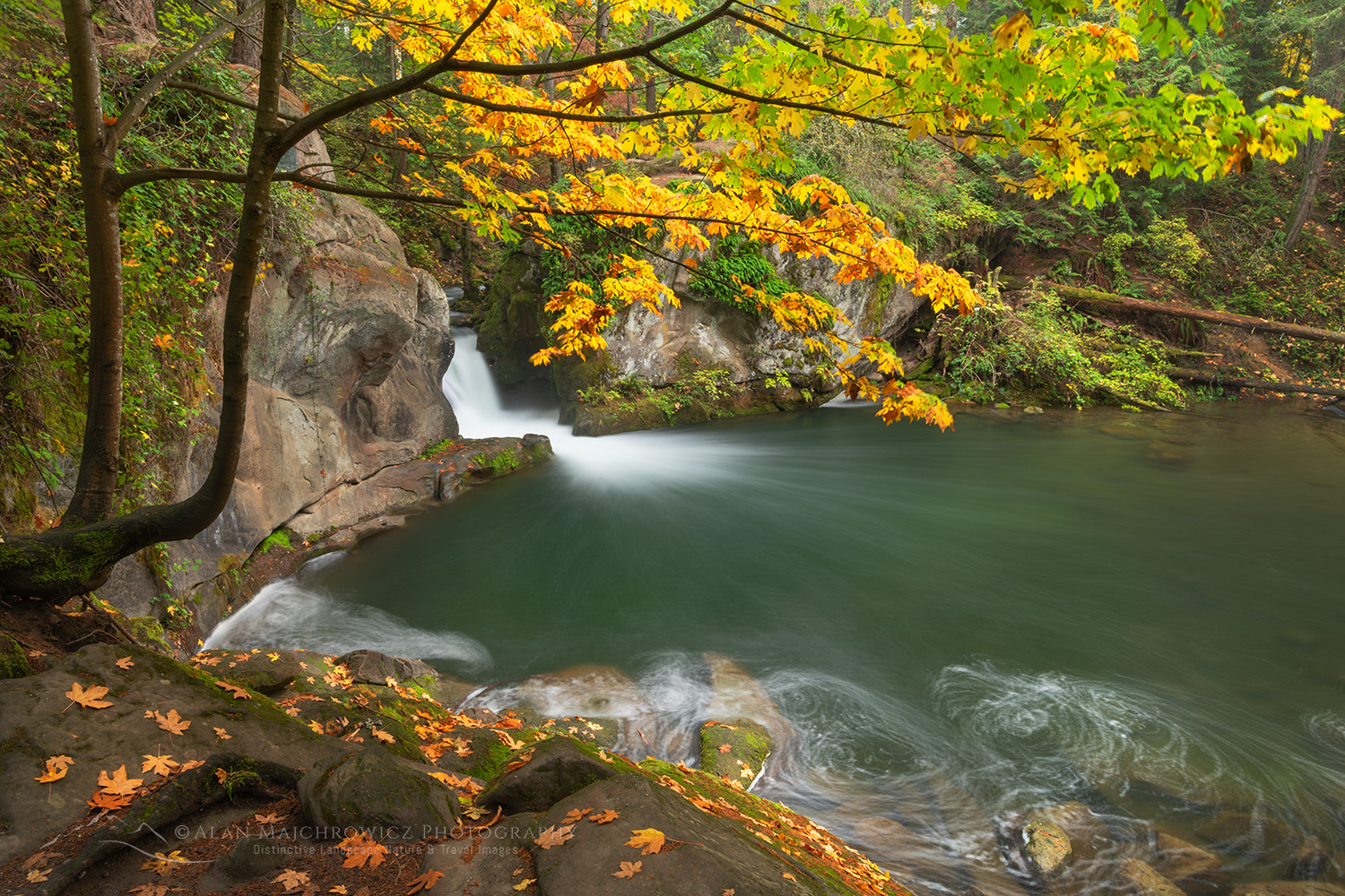 Waterfall on Whatcom Creek with autumn foliage of Big Leaf Maples. Whatcom Falls City Park,. Bellingham Washington #81788