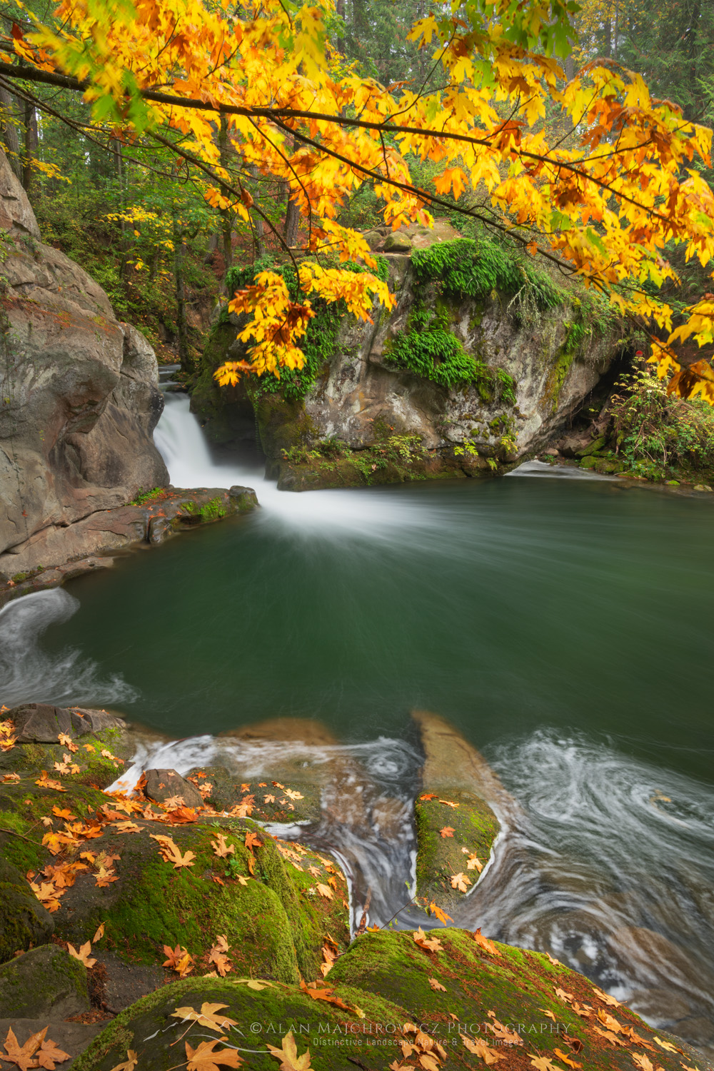 Waterfall on Whatcom Creek with autumn foliage of Big Leaf Maples. Whatcom Falls City Park. Bellingham Washington. #81785