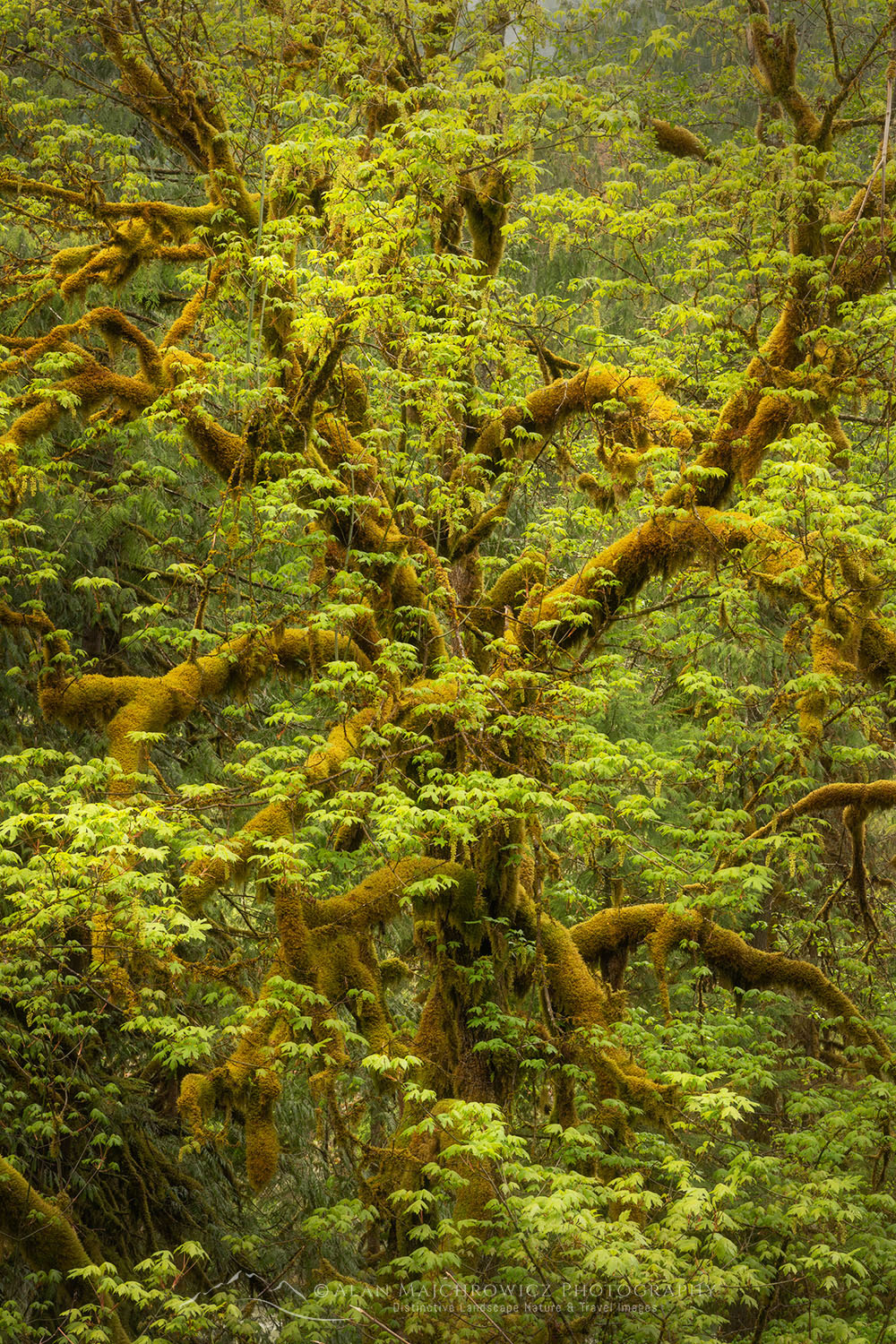 Big Leaf Maple (Acer macrophyllum) Mount Baker Snoqualmie National Forest, North Cascades Washington #68418