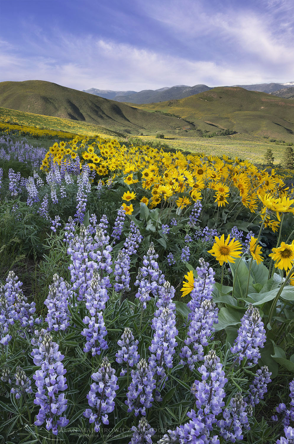 Methow Valley wildflowers, Balsamroot (Balsamorhiza deltoidea) and Lupines (Lupinus latifolius x sericeus var. latifolius), North Cascades Washington #57946b