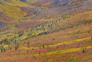Tundra of the Grizzly Creek Valley displaying vibrant autumn colors, Tombstone Territorial Park Yukon Canada