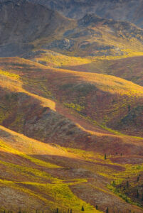 Tundra in the Ogilvie Mountains displaying vibrant autumn foliage, Tombstone Territorial Park Yukon, Canada Yukon Territory Photography Tundra in the Ogilvie Mountains displaying vibrant autumn foliage, Tombstone Territorial Park Yukon, Canada Yukon Territory Photography
