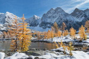 Alpine Larches (Larix lyallii) in peak fall color after fresh snowfall. Mount Amen-Ra is in the distance. Purcell Mountains British Columbia Canada #81305