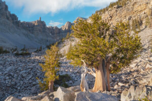 Bristlecone Pine (Pinus longaeva) below Wheeler Peak. Great Basin National Park Nevada #84475