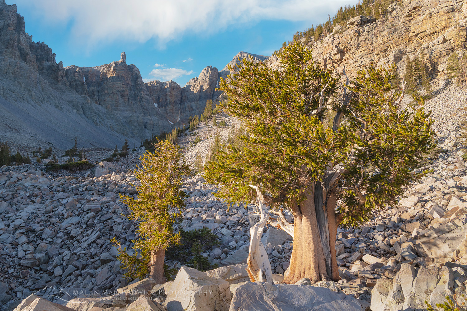 Bristlecone Pine (Pinus longaeva) below Wheeler Peak. Great Basin National Park Nevada #84475