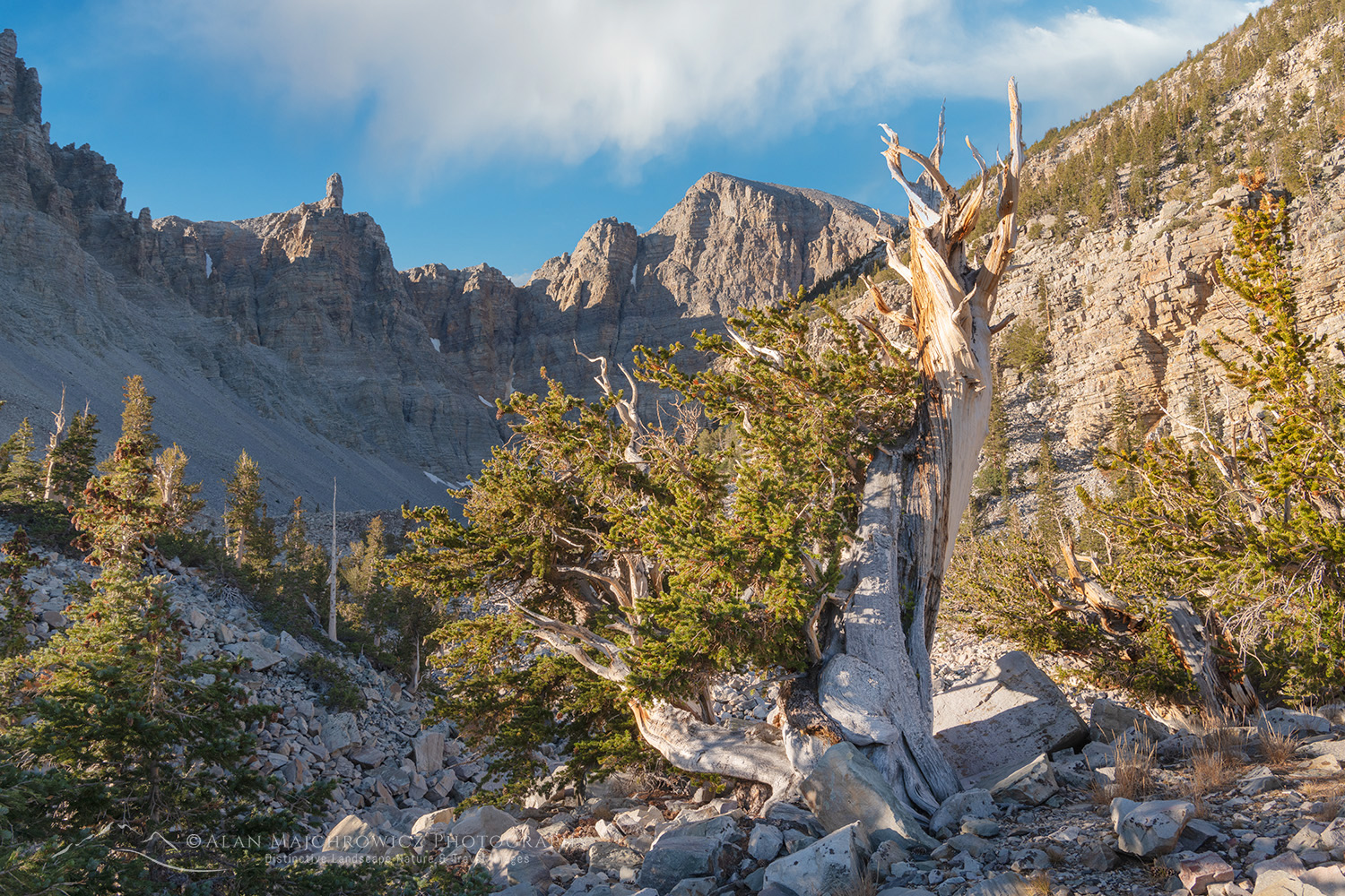 Bristlecone Pine (Pinus longaeva) below Wheeler Peak. Great Basin National Park Nevada #84477