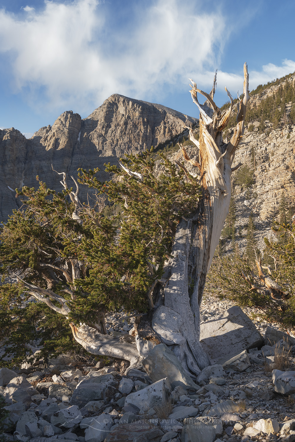 Bristlecone Pine (Pinus longaeva) below Wheeler Peak. Great Basin National Park Nevada #84478