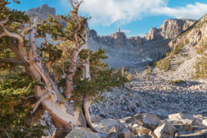 Bristlecone Pine (Pinus longaeva) below Wheeler Peak. Great Basin National Park Nevada #84480