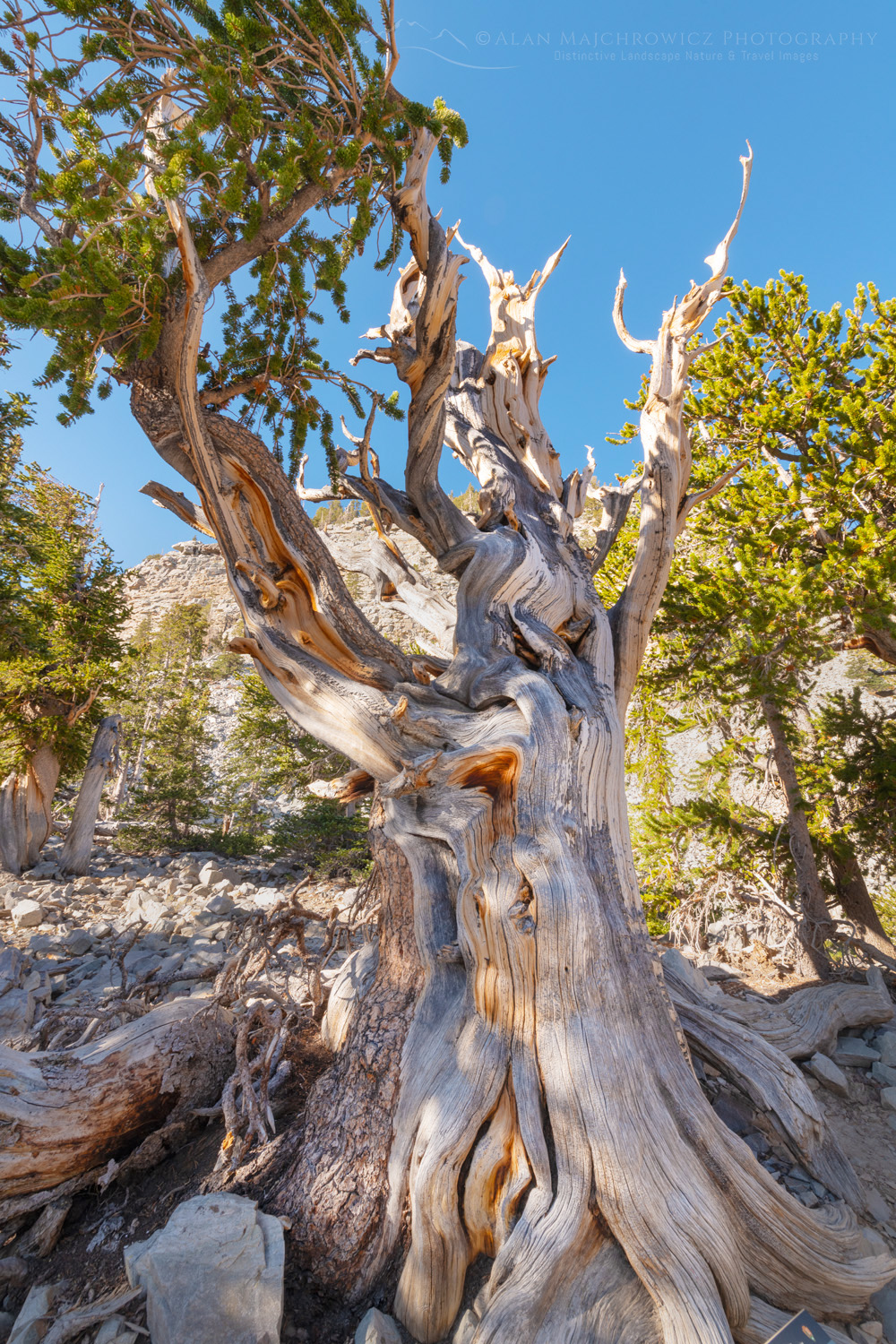 Ancient Bristlecone Pine (Pinus longaeva) below Wheeler Peak. Great Basin National Park Nevada #84488
