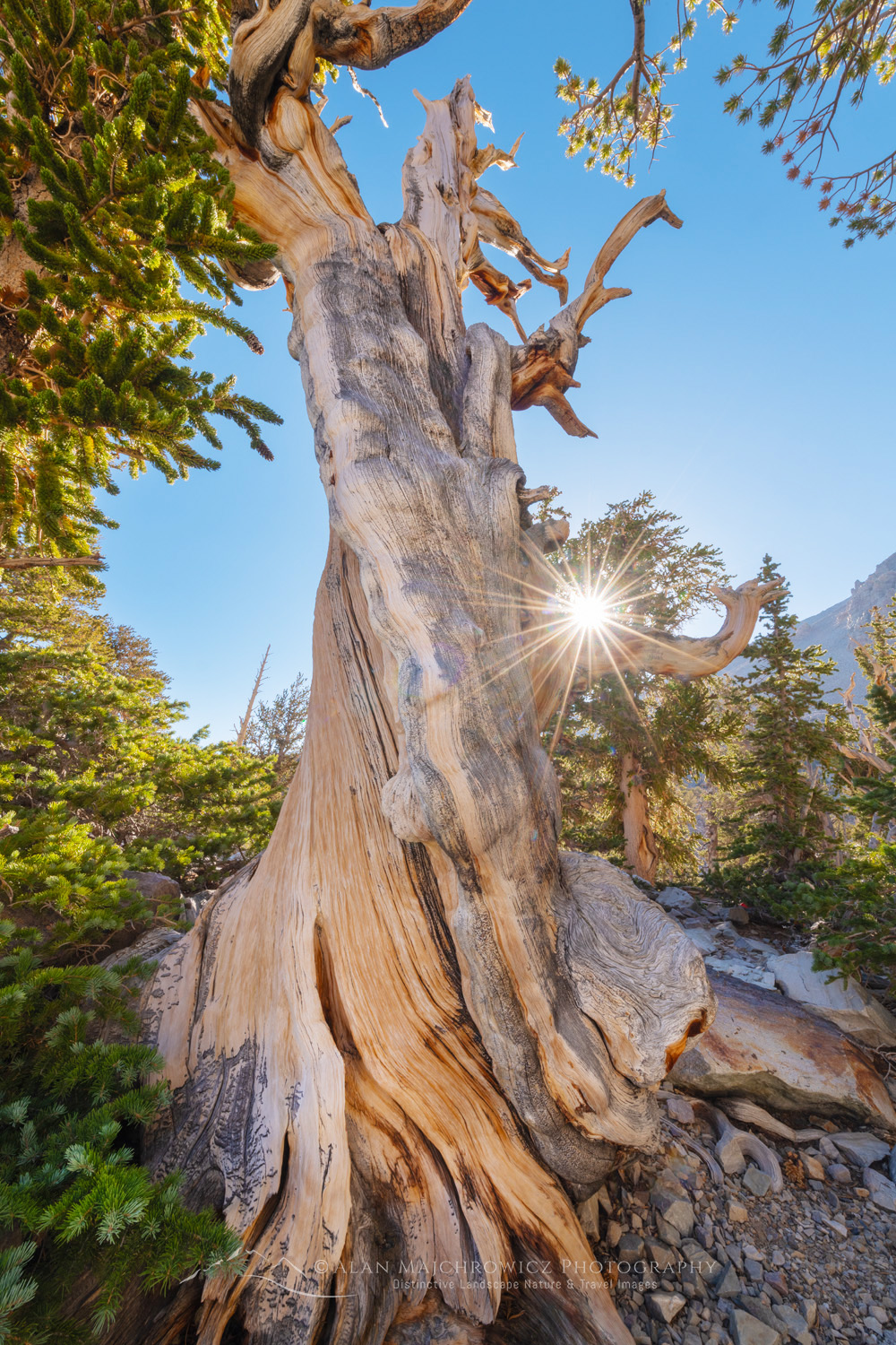 Ancient Bristlecone Pine (Pinus longaeva) below Wheeler Peak. Great Basin National Park Nevada #84489