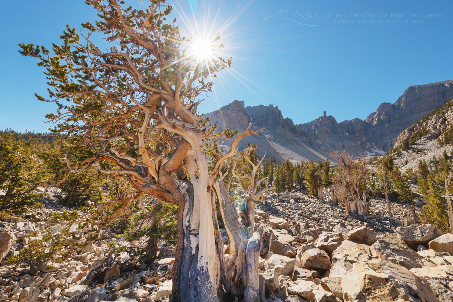 Bristlecone Pine (Pinus longaeva) below Wheeler Peak. Great Basin National Park Nevada #84506