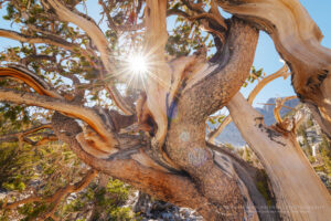 Twisted branches Bristlecone Pine (Pinus longaeva) below Wheeler Peak. Great Basin National Park Nevada #84507