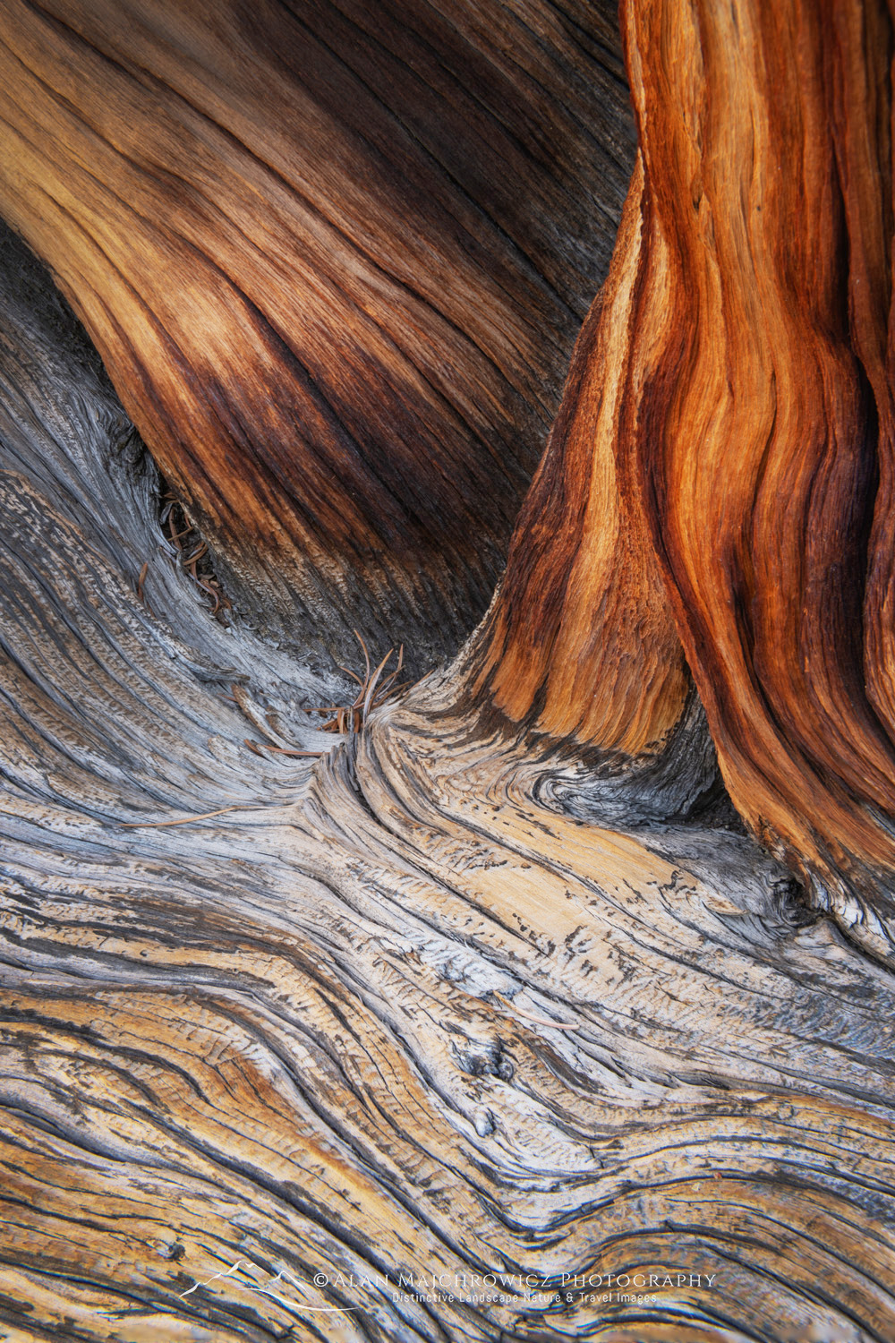 Abstract patterns in detail of Bristlecone Pine (Pinus longaeva) wood. Great Basin National Park Nevada #84523