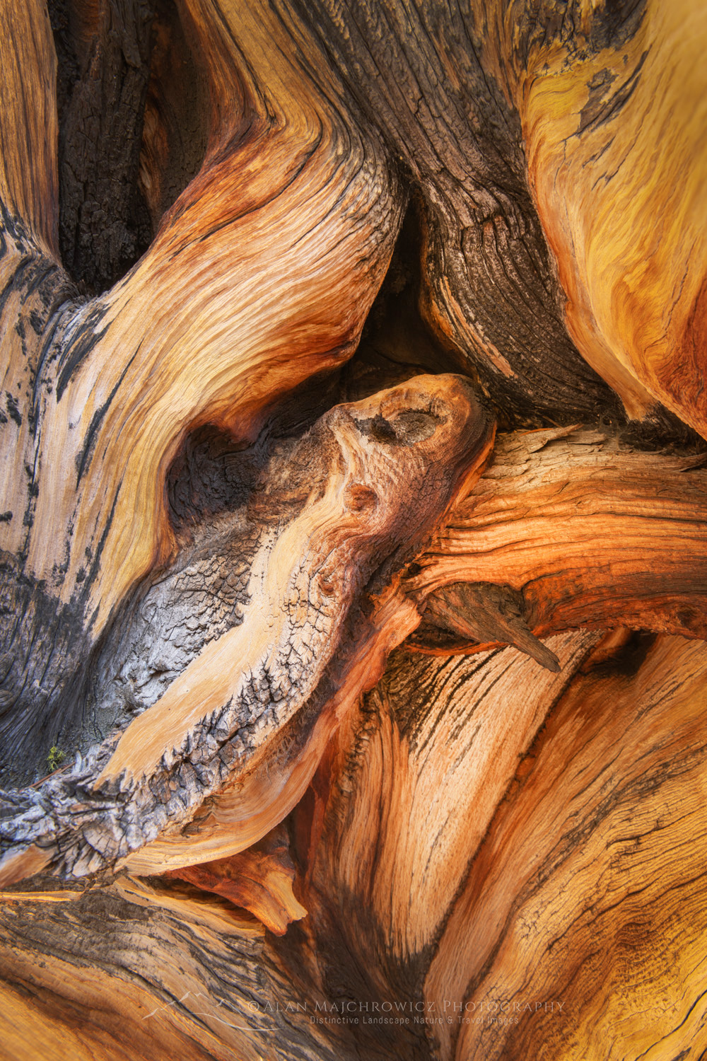 Abstract patterns in detail of Bristlecone Pine (Pinus longaeva) wood. Great Basin National Park Nevada #84528