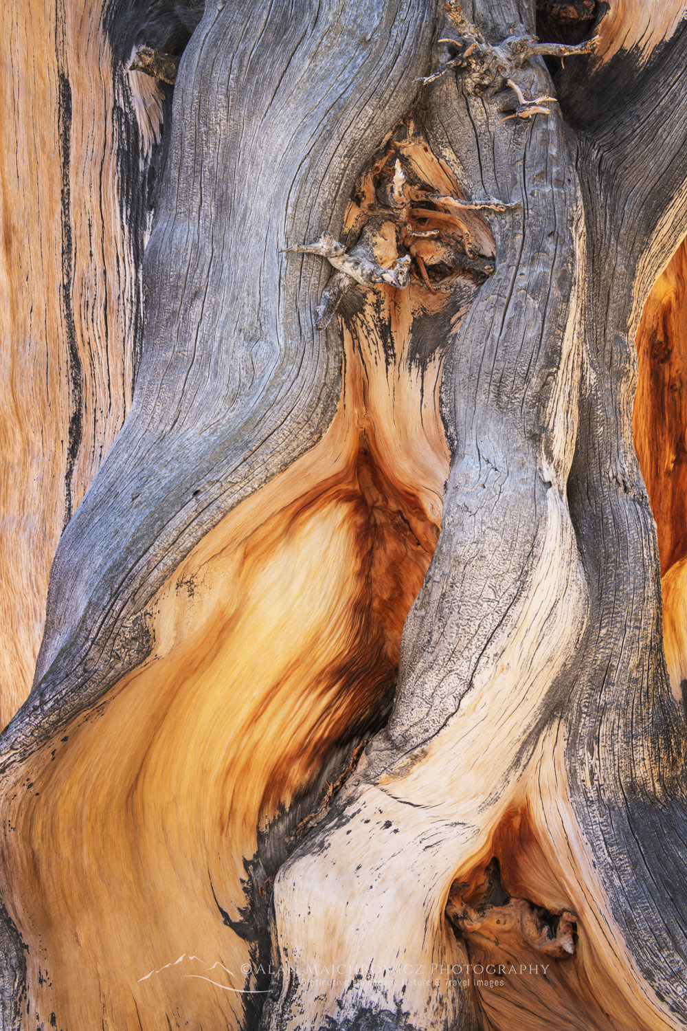 Abstract patterns in detail of Bristlecone Pine (Pinus longaeva) wood. Great Basin National Park Nevada #84535