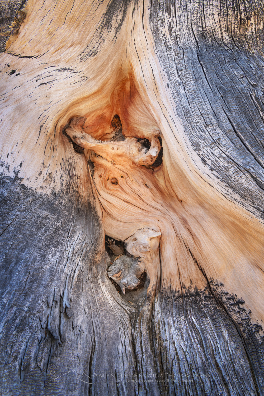 Abstract patterns in detail of Bristlecone Pine (Pinus longaeva) wood. Great Basin National Park Nevada #84544